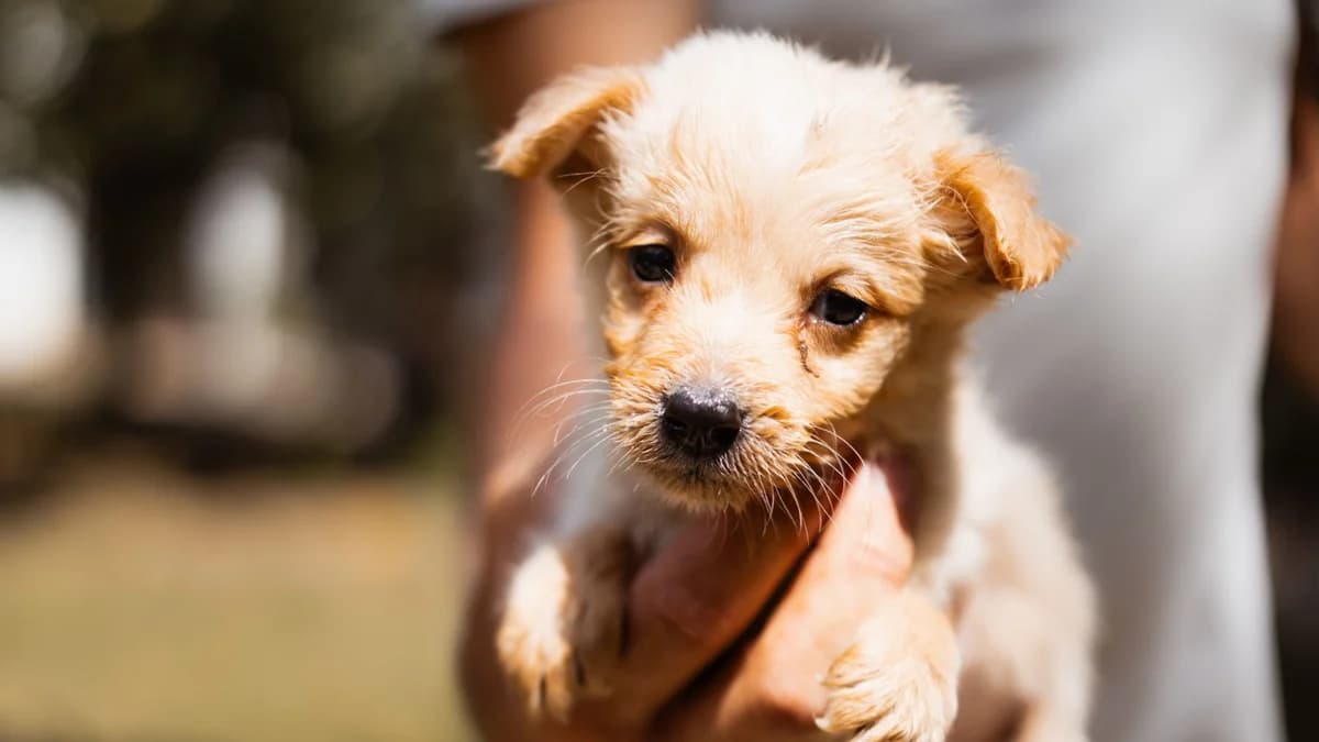 Namenspate gesucht –, male puppy Mixed Breed for adoption at Nordic Strays e.V.