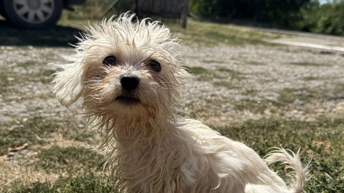 Sami, male puppy Maltese for adoption at Nordic Strays e.V.