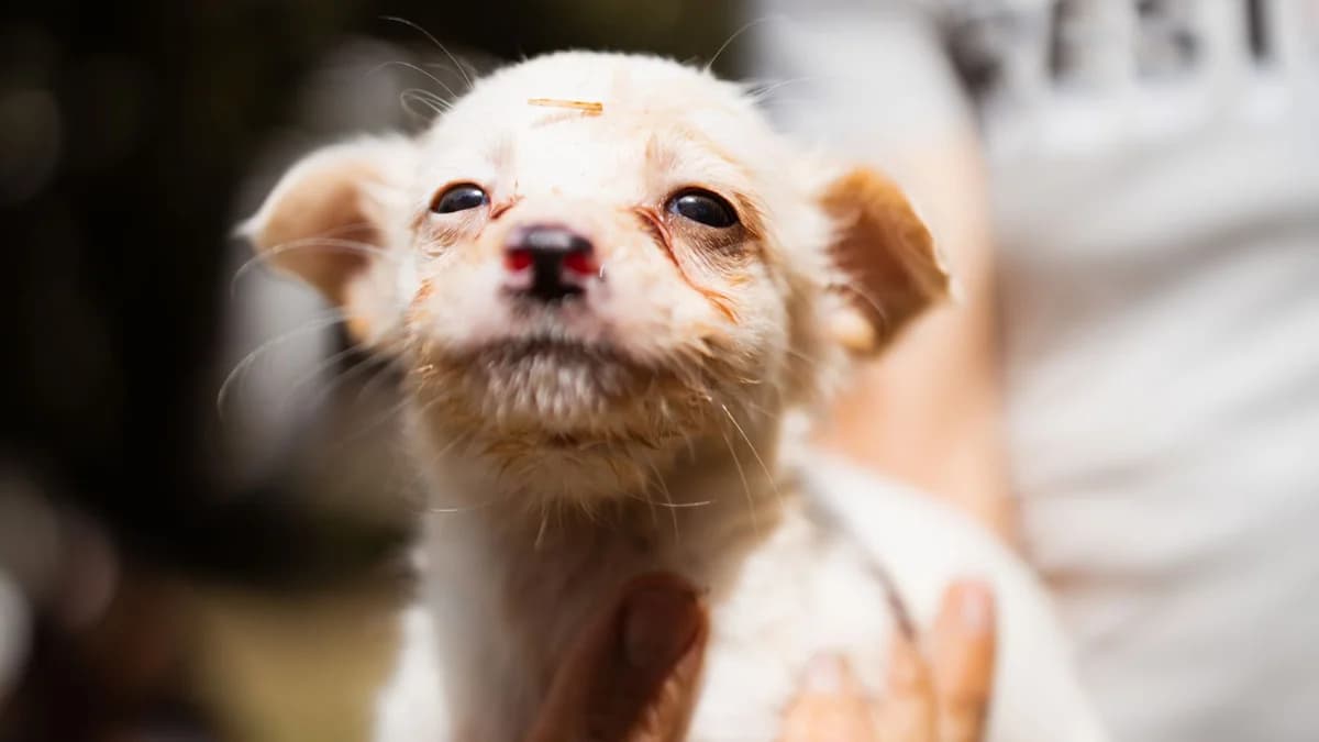 Sunny, male puppy Mixed Breed for adoption at Nordic Strays e.V.
