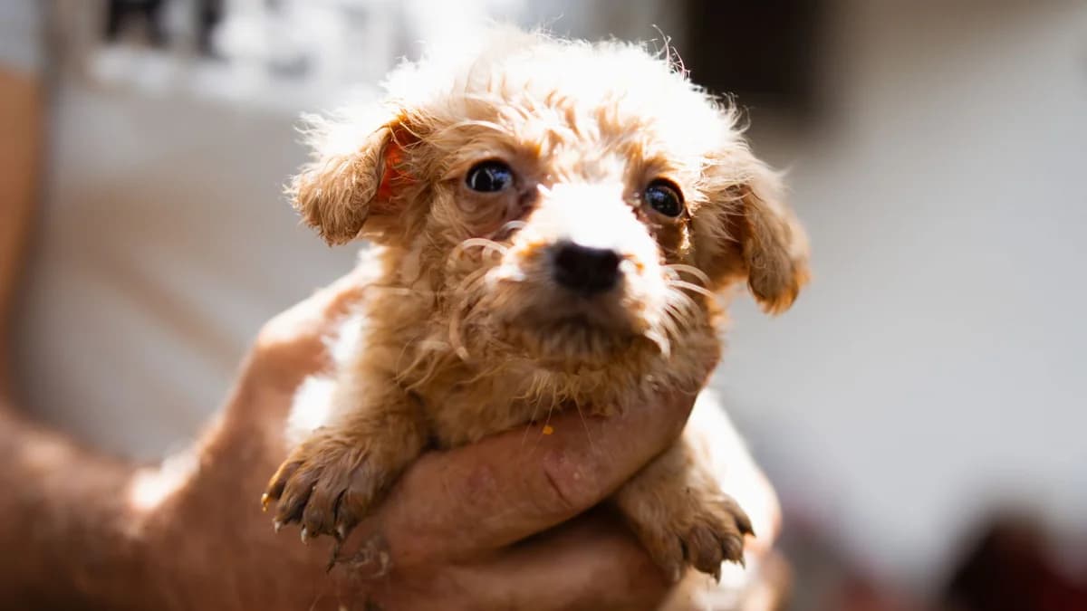 Ronja, male puppy Mixed Breed for adoption at Nordic Strays e.V.