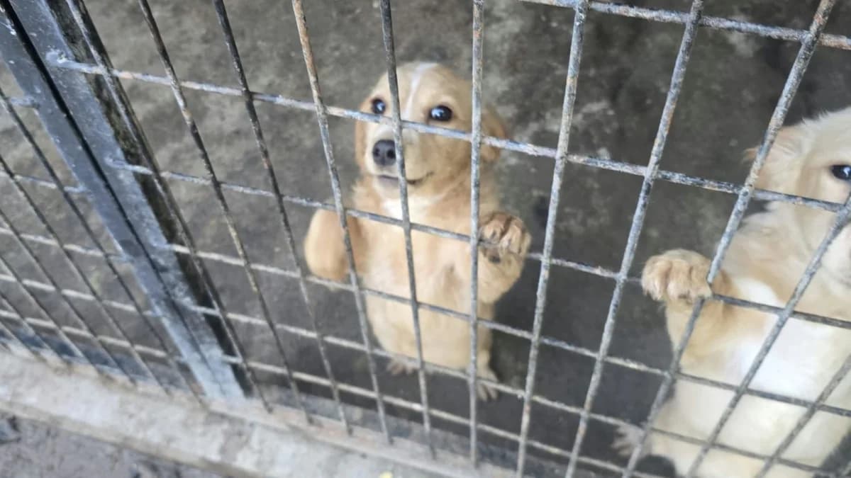 Ronja, male puppy Mixed Breed for adoption at Nordic Strays e.V.