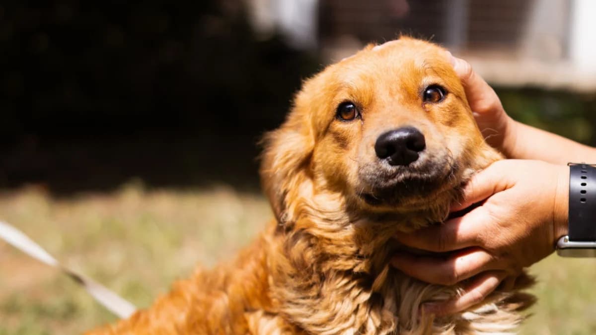 Fahro, gold male young Mixed Breed for adoption at Nordic Strays e.V.