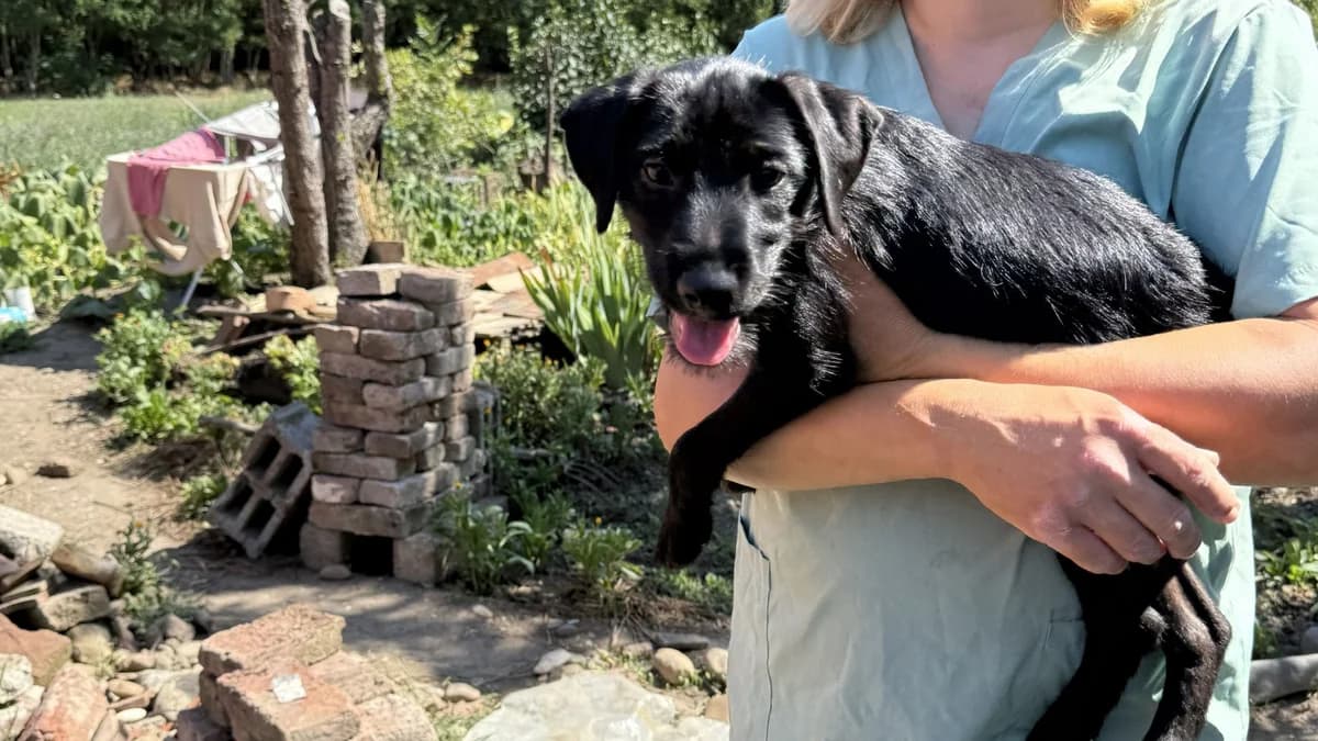 Enni, female puppy Mixed Breed for adoption at Nordic Strays e.V.