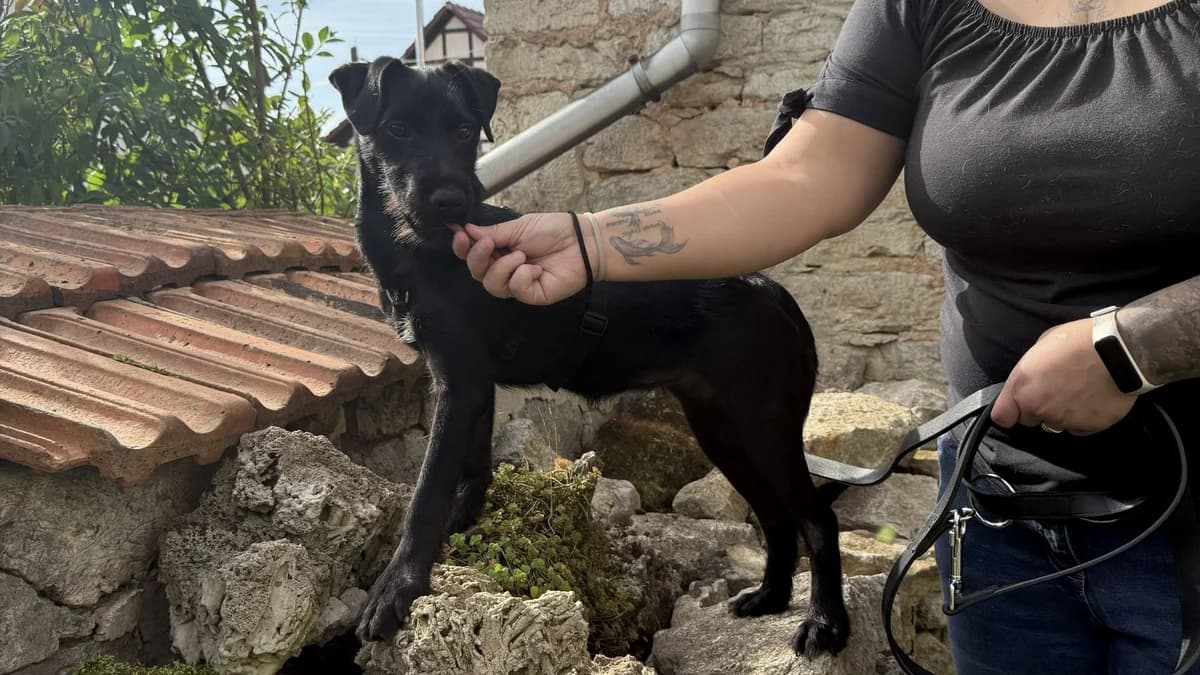 Enni, male puppy Mixed Breed for adoption at Nordic Strays e.V.