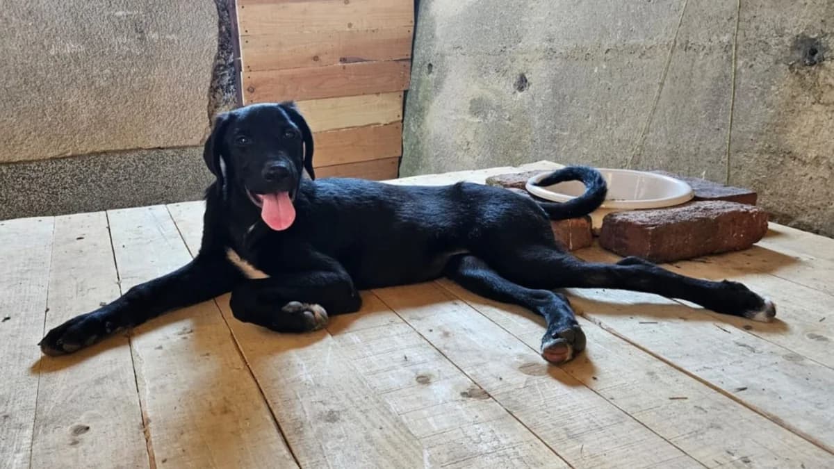 Gia, weiß male puppy Mixed Breed for adoption at Nordic Strays e.V.