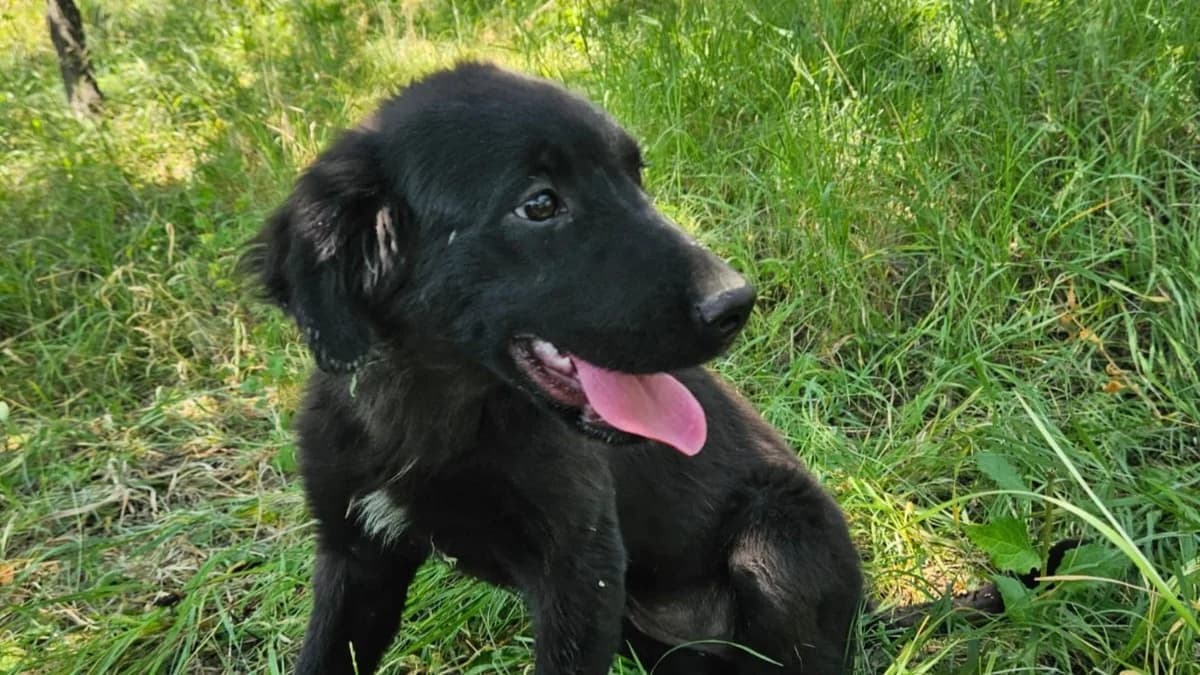 Mila, male puppy Mixed Breed for adoption at Nordic Strays e.V.