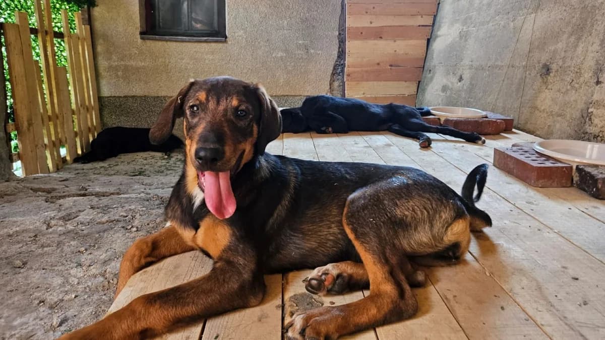 Ivy, male puppy Mixed Breed for adoption at Nordic Strays e.V.