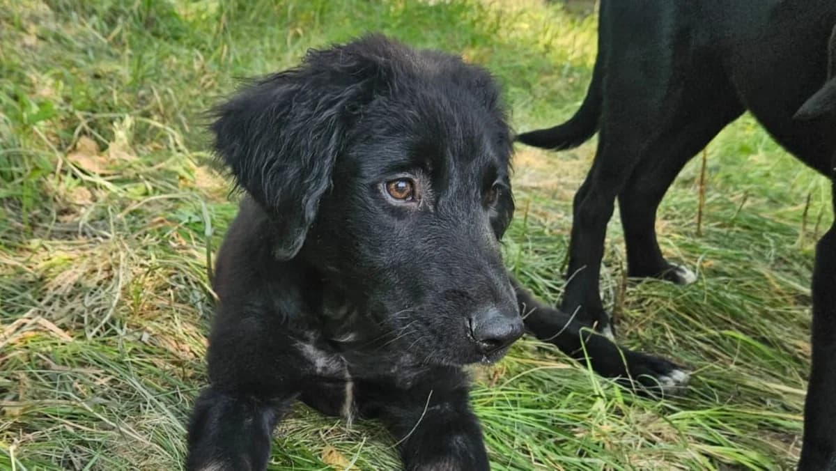 Ivy, female puppy Mixed Breed for adoption at Nordic Strays e.V.