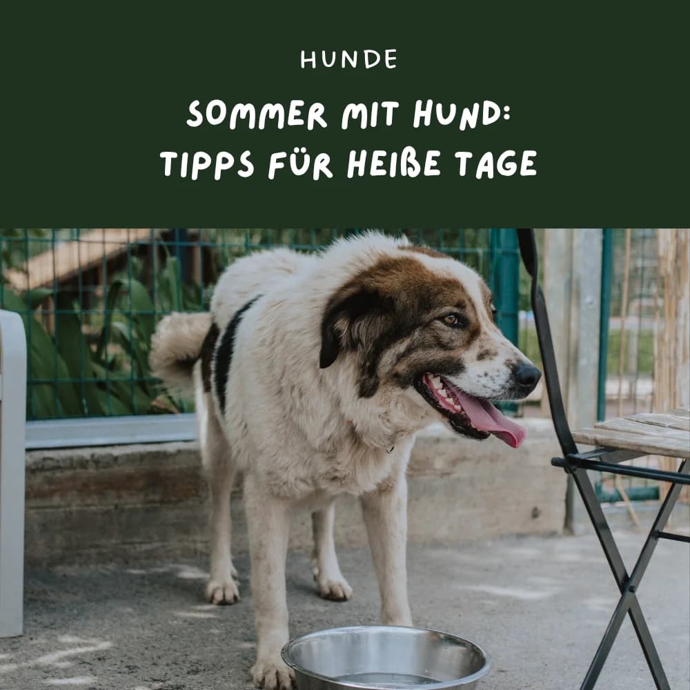 Sommer mit Hund, puppy Mixed Breed for adoption at Nordic Strays e.V.