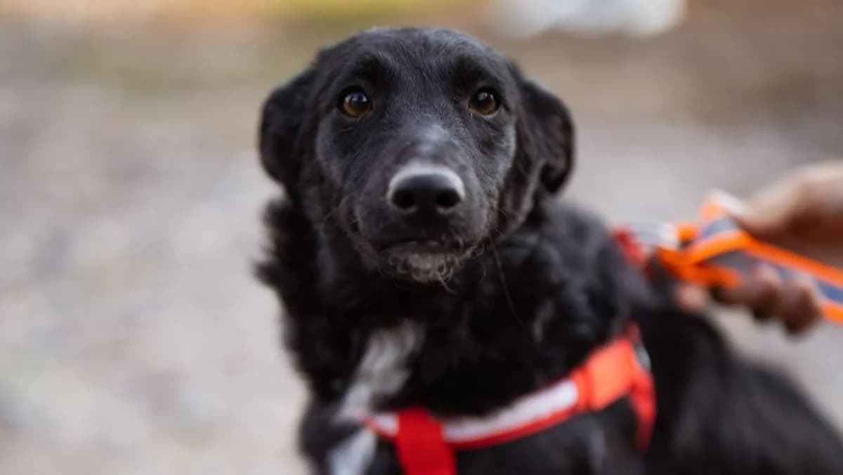 Betty, weiß male young Mixed Breed for adoption at Nordic Strays e.V.