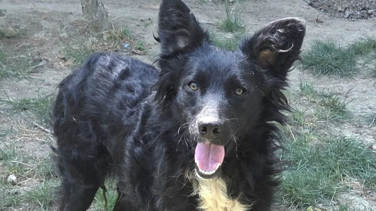 Tina, weiß male young Border Collie for adoption at Nordic Strays e.V.