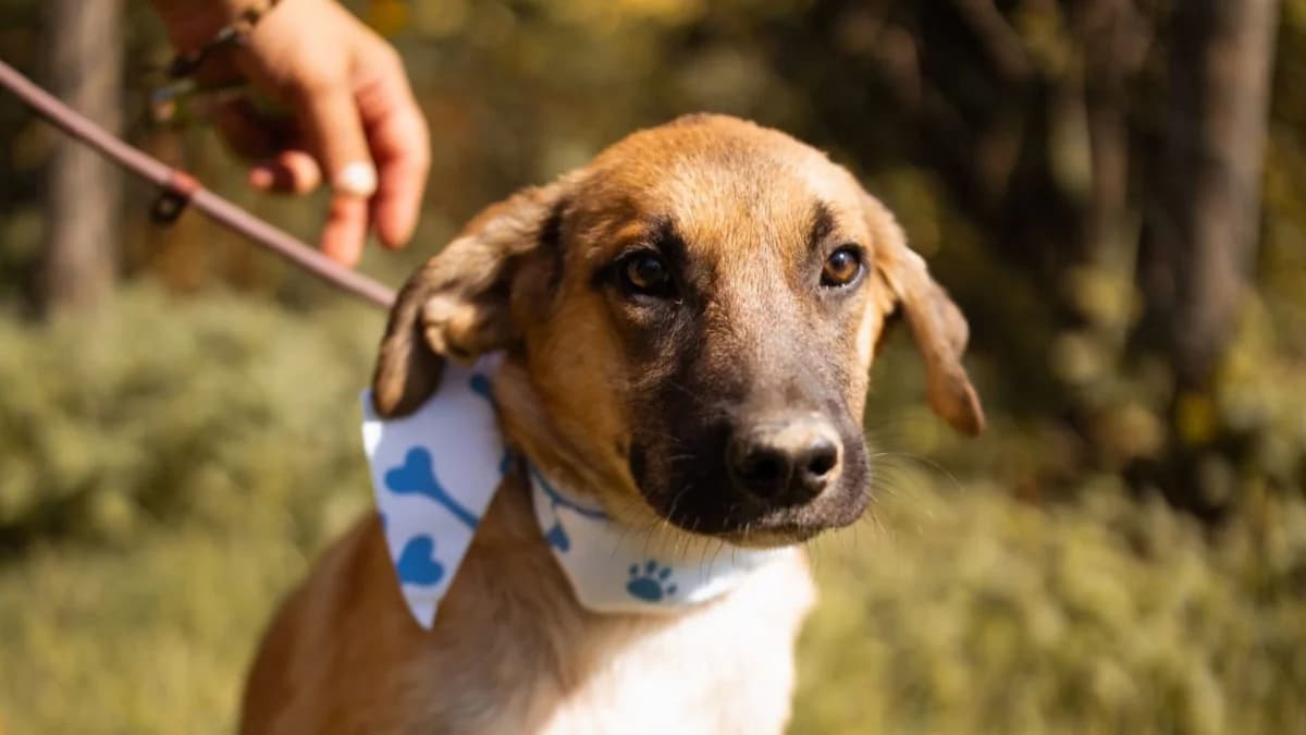 Rocco, male puppy Mixed Breed for adoption at Nordic Strays e.V.