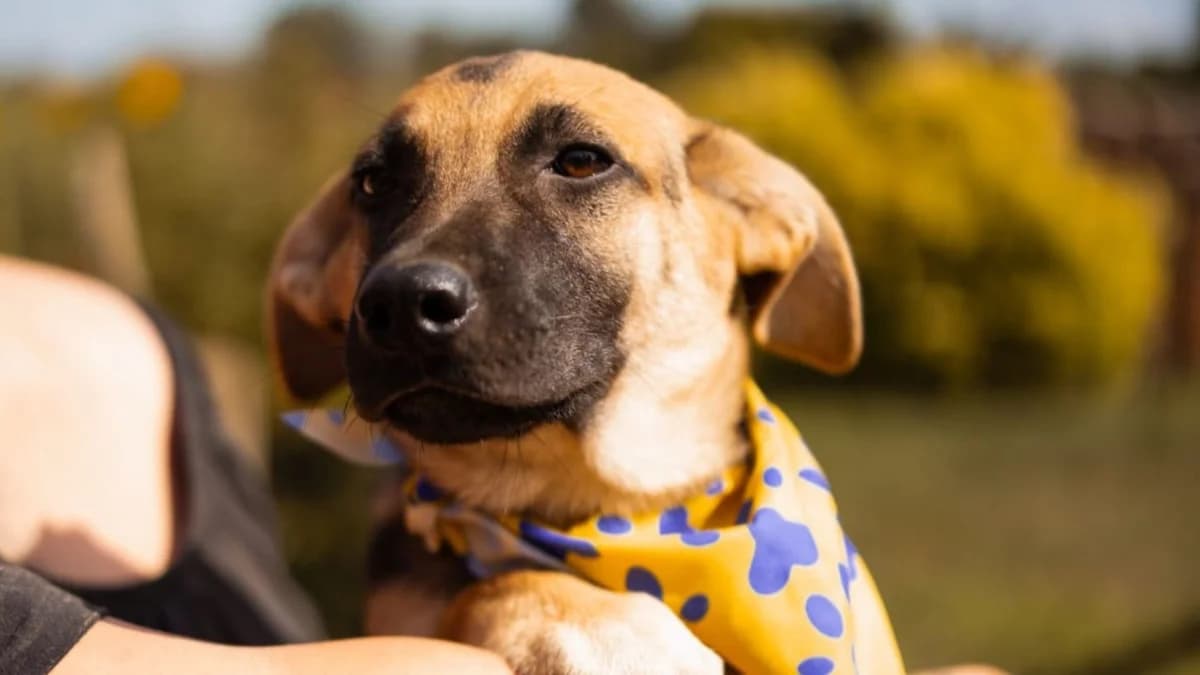 Mucki, male puppy Mixed Breed for adoption at Nordic Strays e.V.