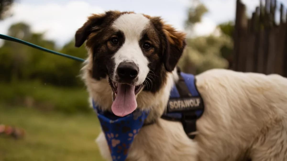 Alfie, male young Mixed Breed for adoption at Nordic Strays e.V.