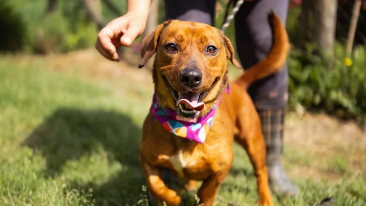 Pippilotta, male young Mixed Breed for adoption at Nordic Strays e.V.