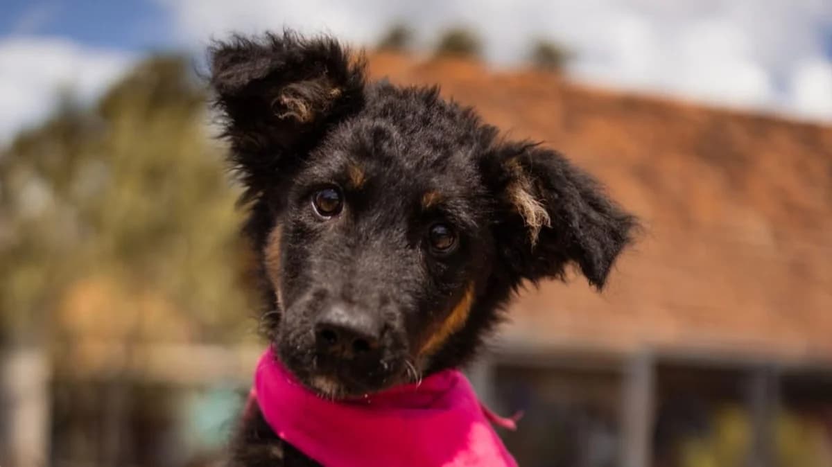 Toska, male puppy German Shepherd for adoption at Nordic Strays e.V.