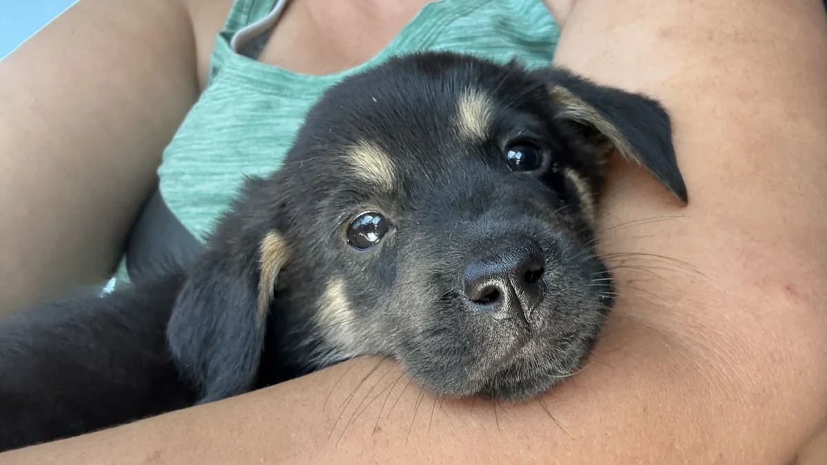 Ida, male puppy Mixed Breed for adoption at Nordic Strays e.V.