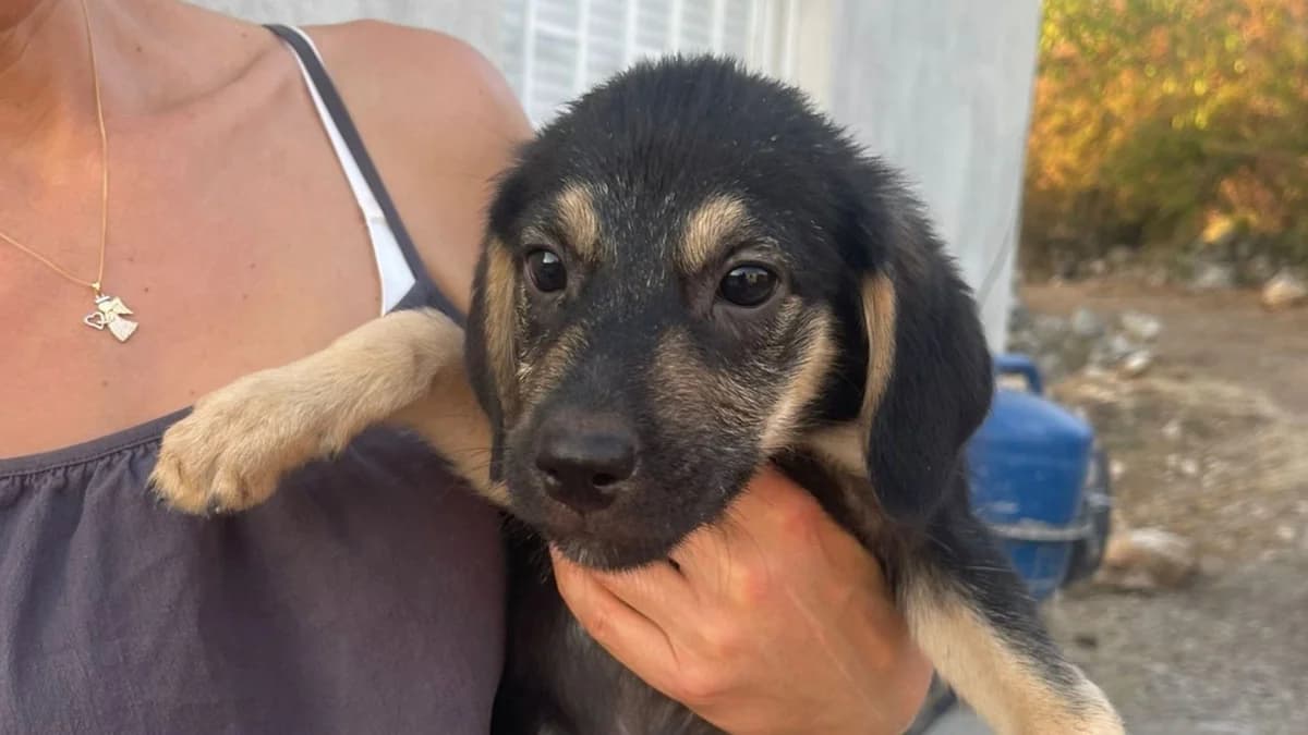 Ida, male puppy Mixed Breed for adoption at Nordic Strays e.V.