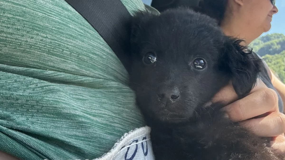 Tamina, male puppy Mixed Breed for adoption at Nordic Strays e.V.