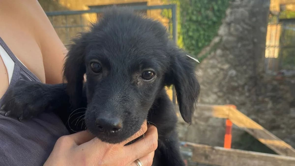 Tamina, male puppy Mixed Breed for adoption at Nordic Strays e.V.