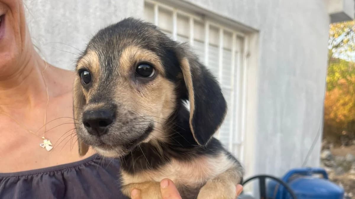 Samira, schwarz male puppy Mixed Breed for adoption at Nordic Strays e.V.