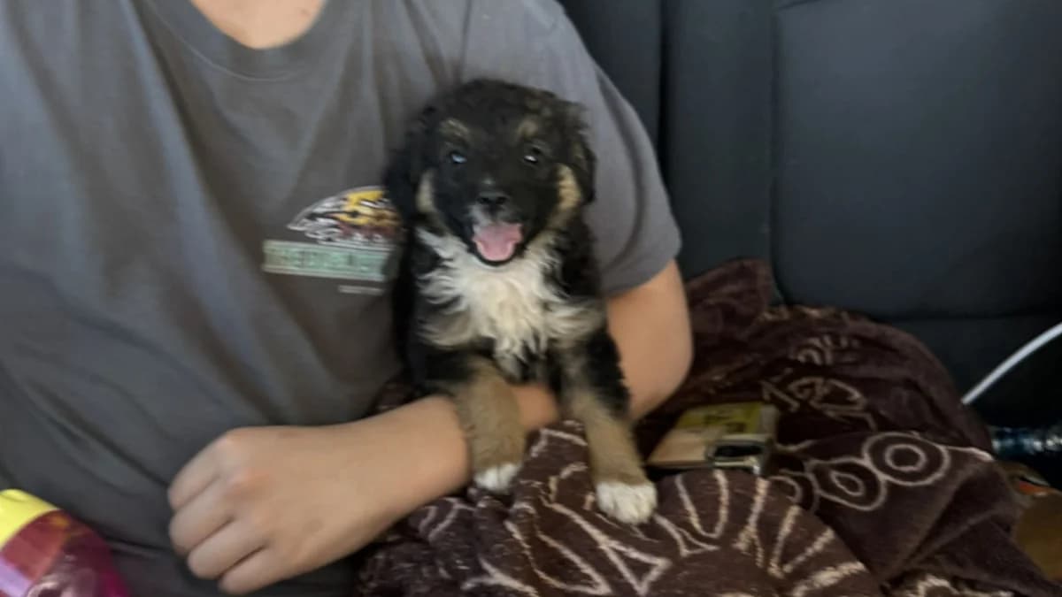Corei, schwarz female puppy Mixed Breed for adoption at Nordic Strays e.V.