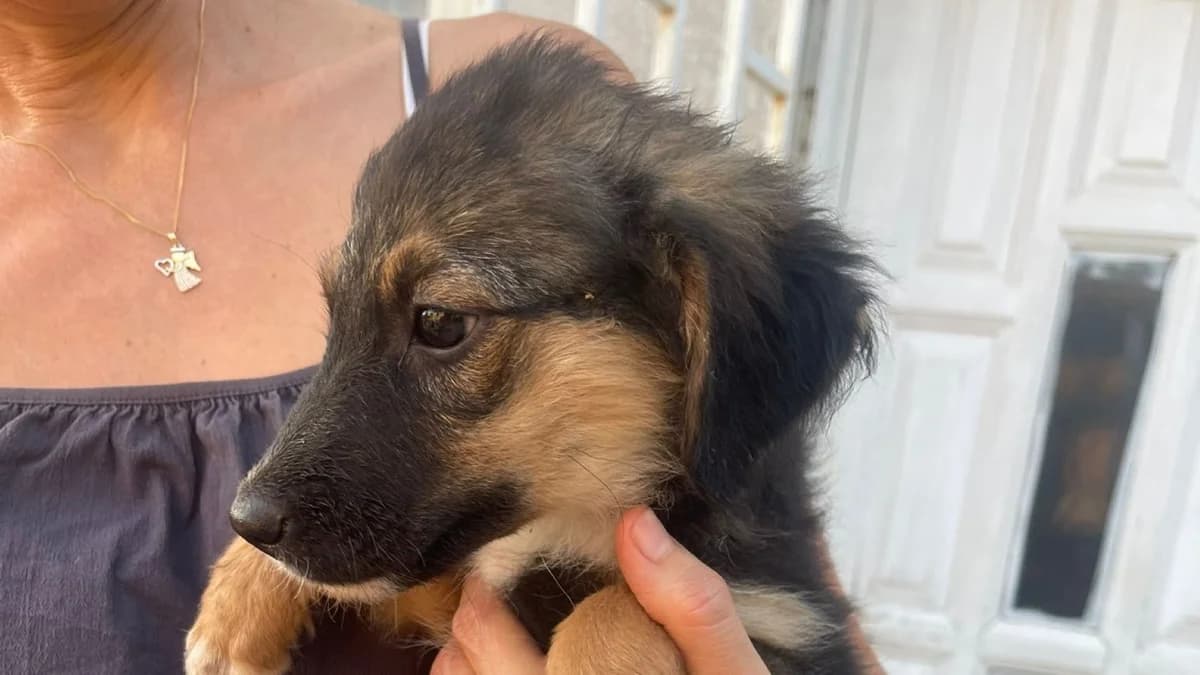 Corei, schwarz male puppy Mixed Breed for adoption at Nordic Strays e.V.