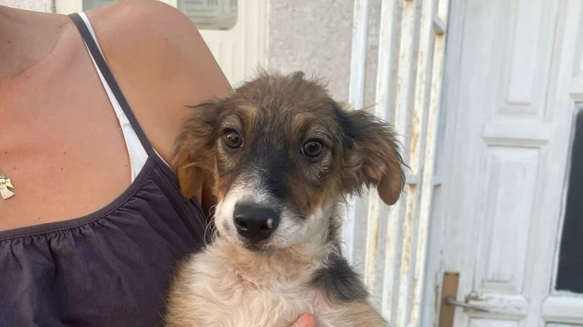 Saray, weiß male puppy Mixed Breed for adoption at Nordic Strays e.V.