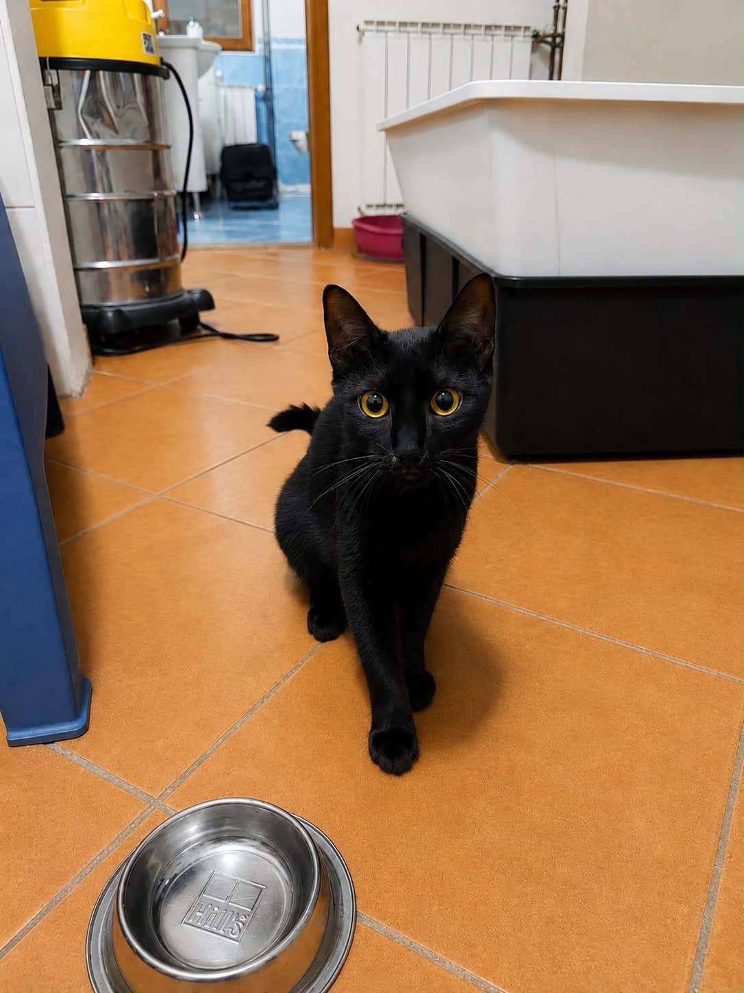Etna, female young Mixed Breed for adoption at Nordic Strays e.V.