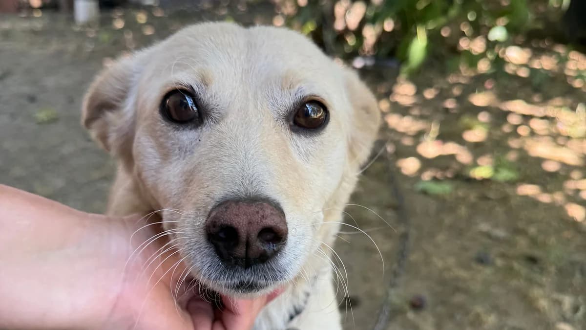 Bela, male 4yo Mixed Breed for adoption at Nordic Strays e.V.