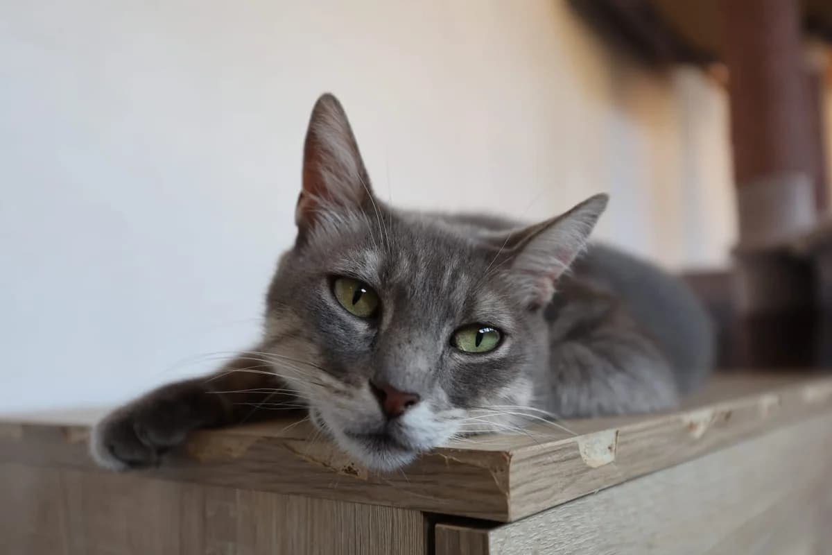 Filoute, male Mixed Breed for adoption at Nordic Strays e.V.