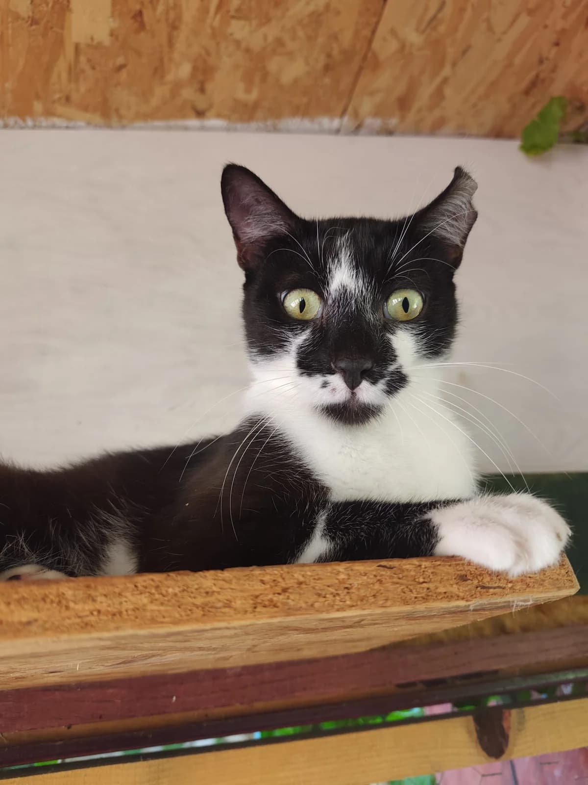 Tony, schwarz male Mixed Breed for adoption at Nordic Strays e.V.