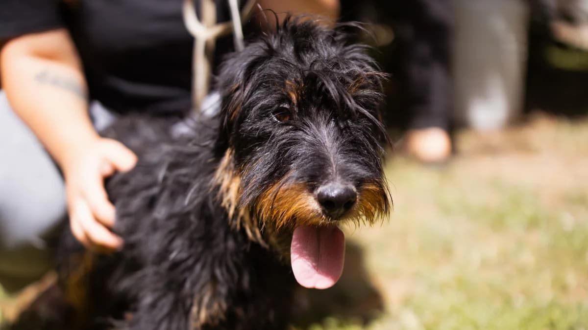 Mischa, male young Mixed Breed for adoption at Nordic Strays e.V.