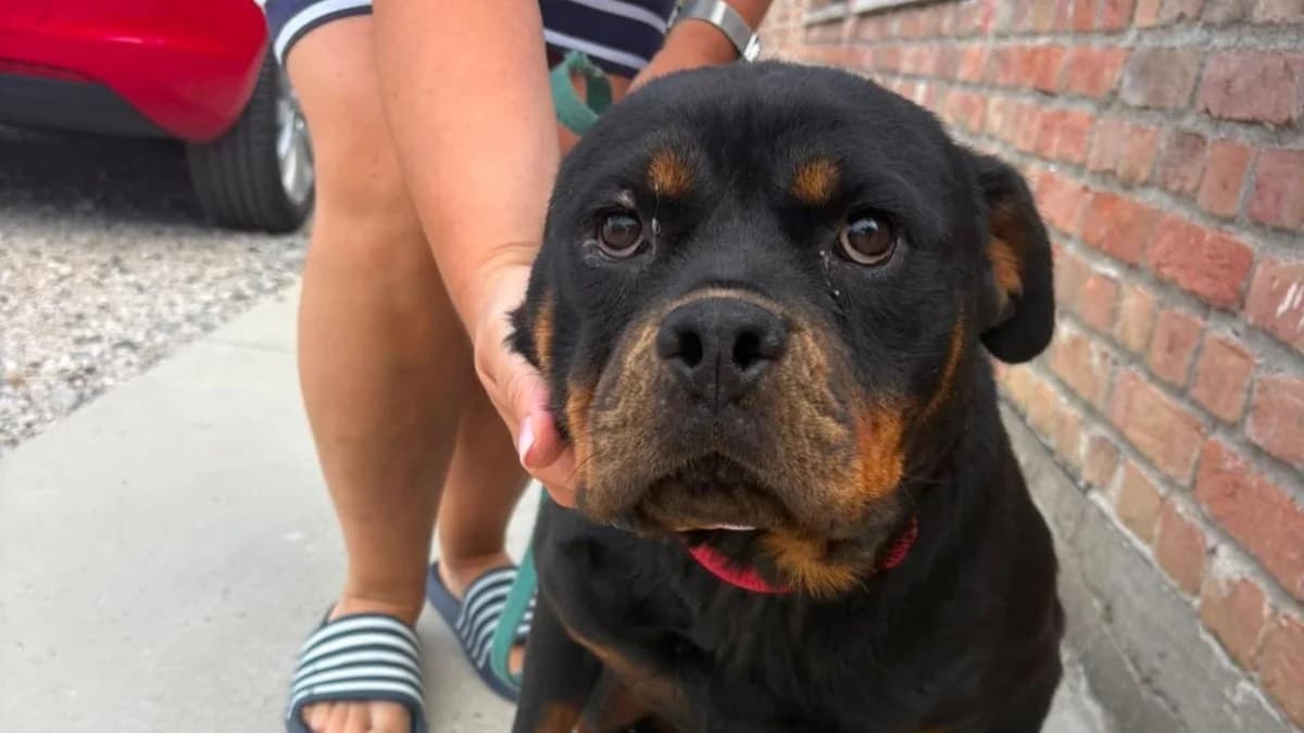 Zoya, female 4yo Rottweiler for adoption at Nordic Strays e.V.