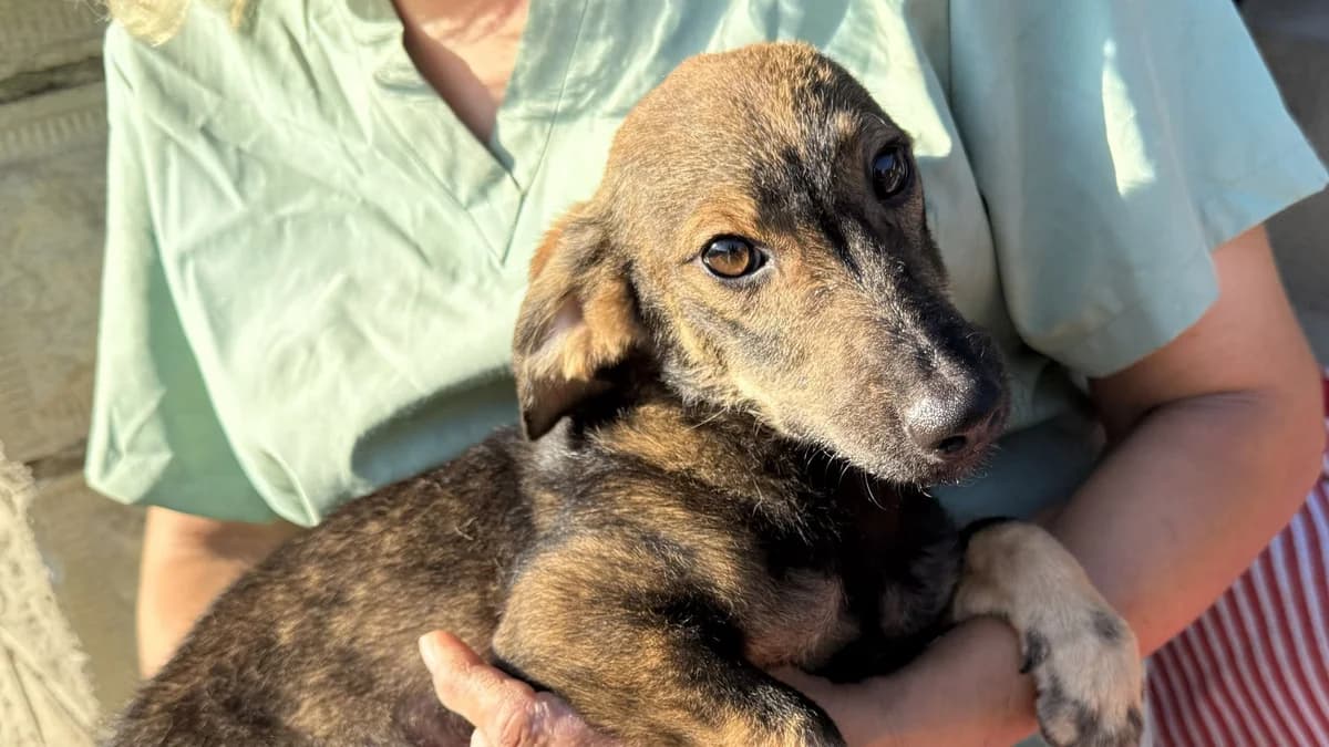 Wilma, female puppy Mixed Breed for adoption at Nordic Strays e.V.