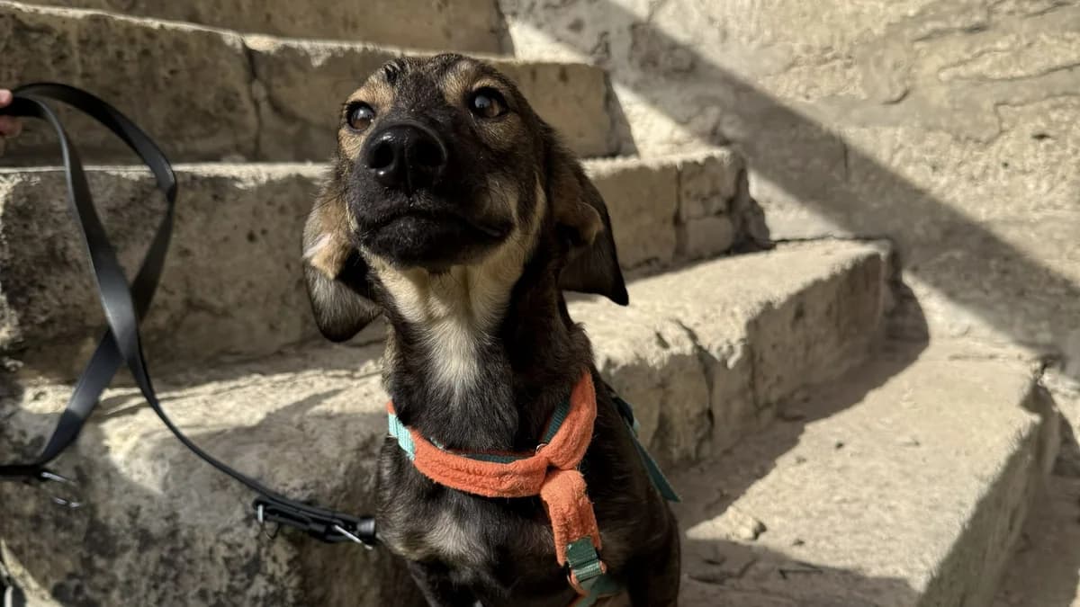 Wilma, male puppy Mixed Breed for adoption at Nordic Strays e.V.