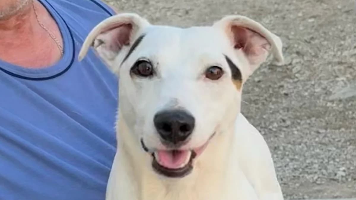 Raffi, male 3yo Jack Russell Terrier for adoption at Nordic Strays e.V.