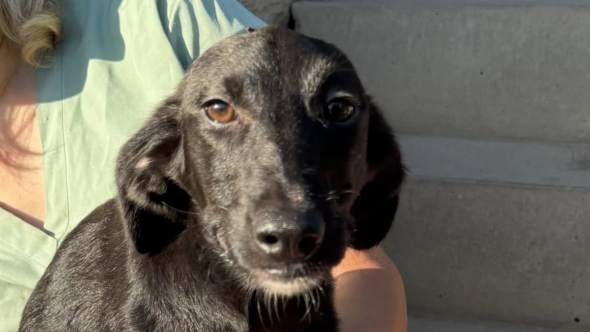 Loulou, female puppy Mixed Breed for adoption at Nordic Strays e.V.