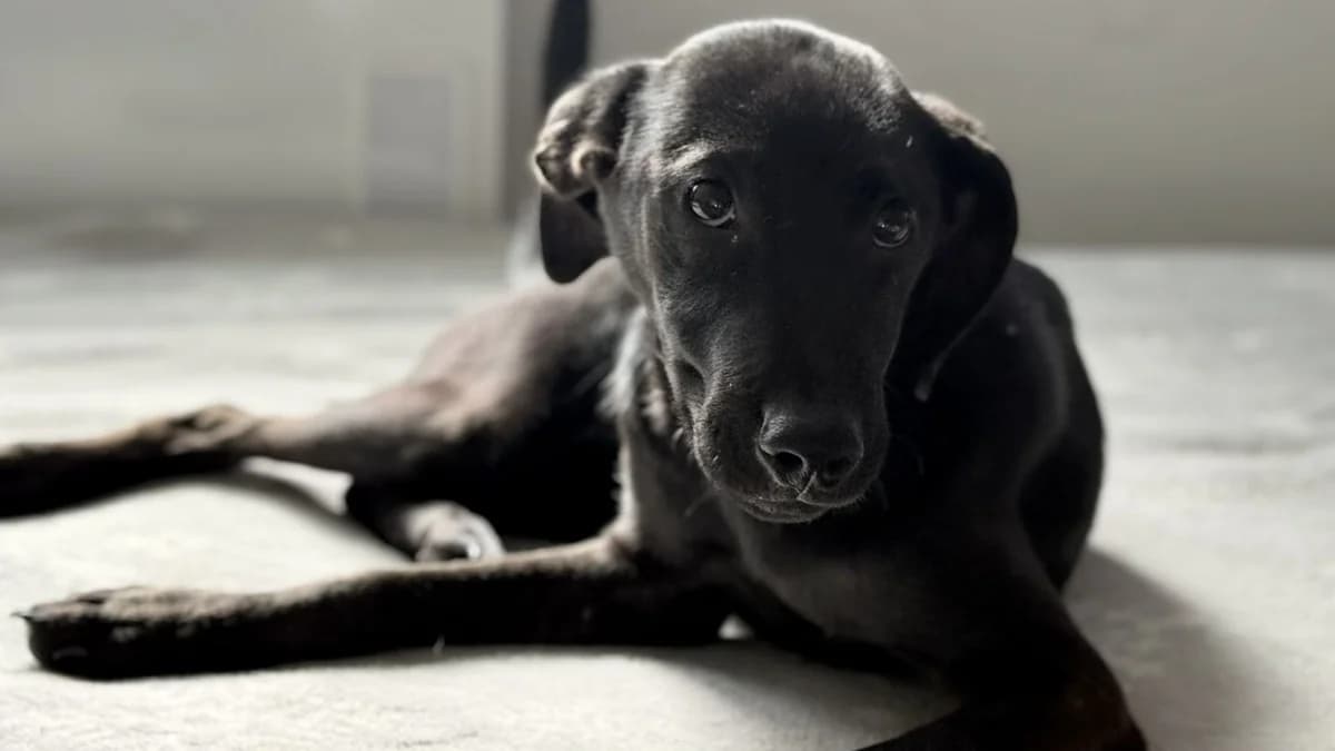 Loulou (99718 Greussen), male puppy Mixed Breed for adoption at Nordic Strays e.V.