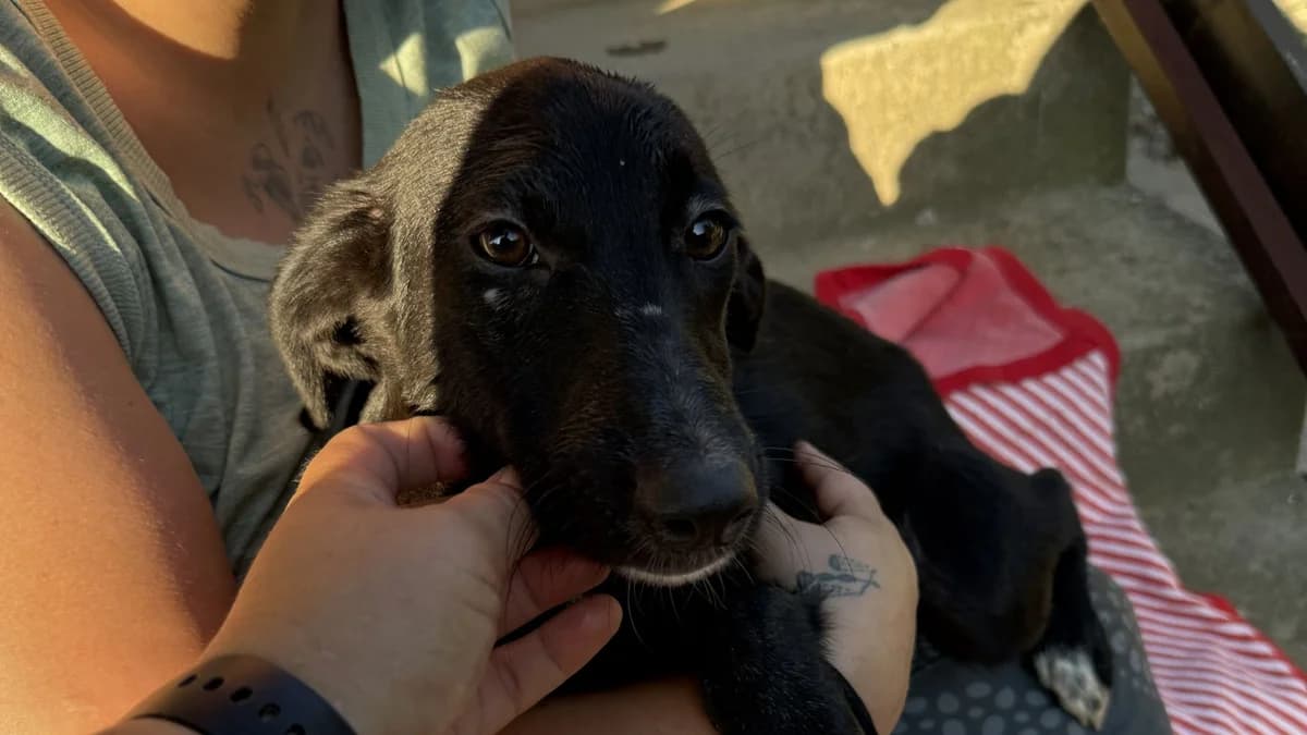 Mia, female puppy Mixed Breed for adoption at Nordic Strays e.V.