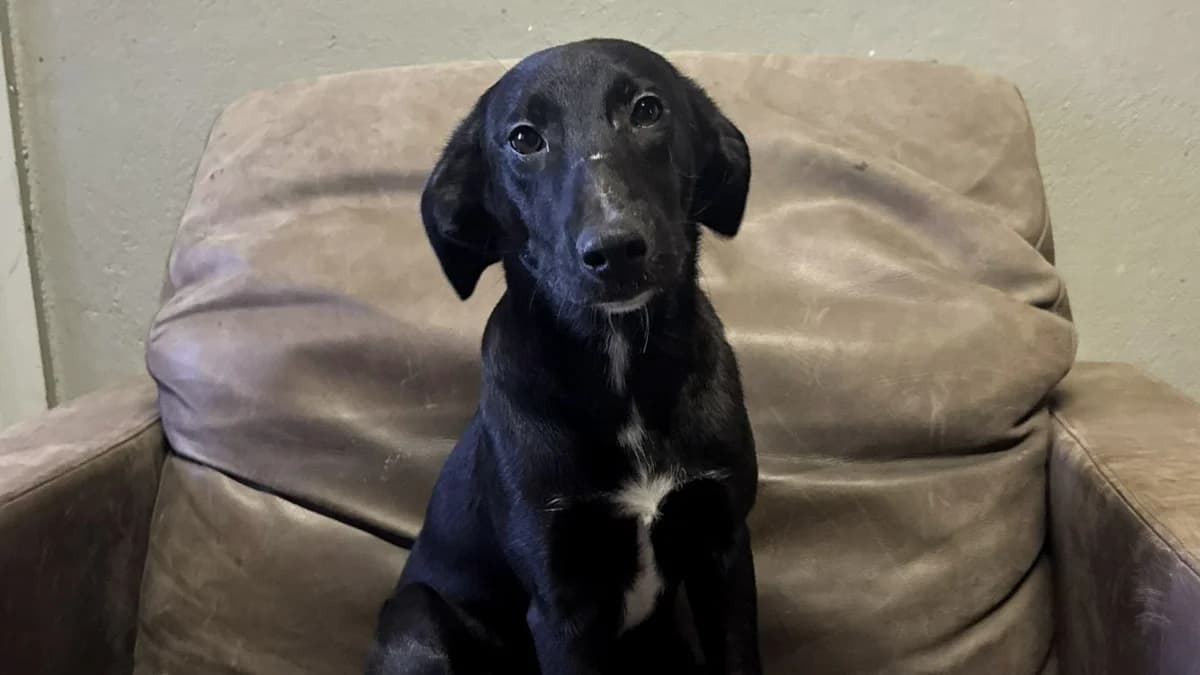 Mia (99718 Greussen), male puppy Mixed Breed for adoption at Nordic Strays e.V.