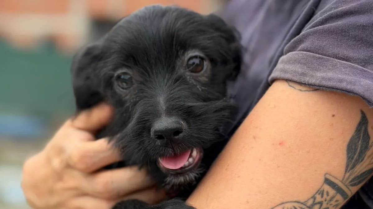 Chilli, male puppy Mixed Breed for adoption at Nordic Strays e.V.