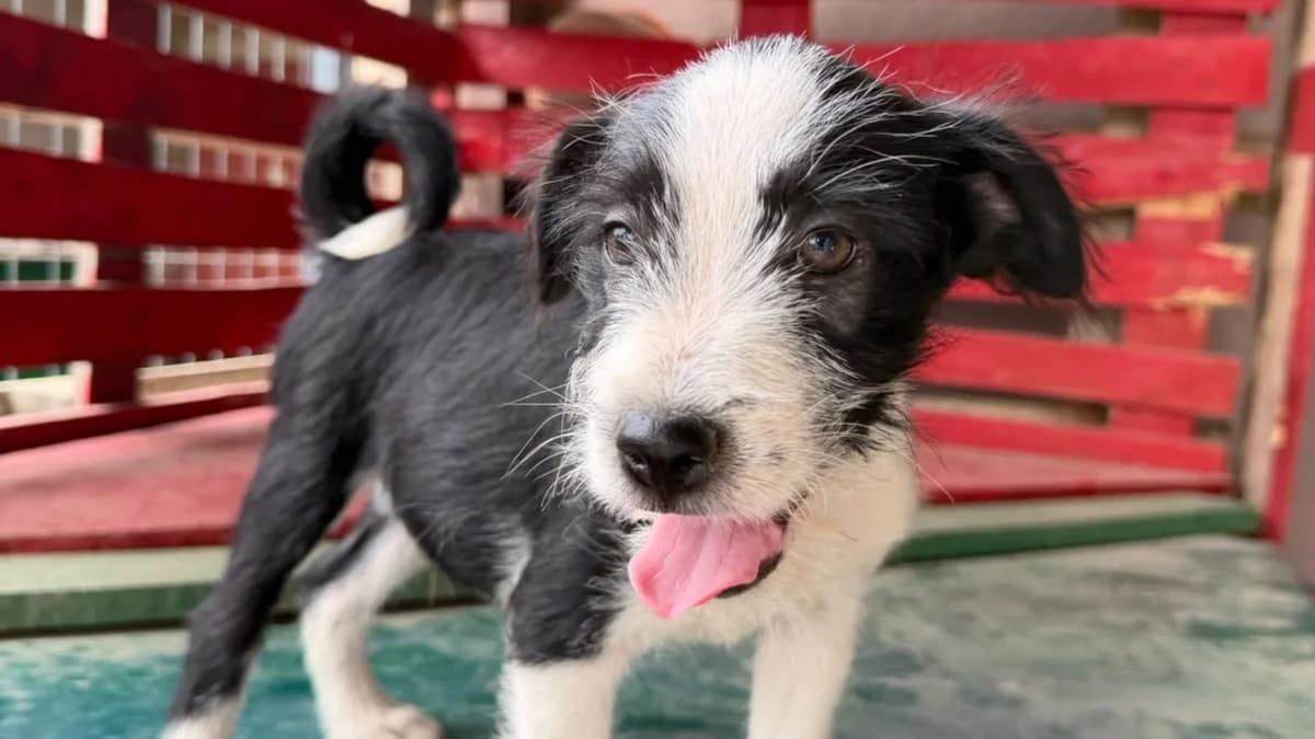 Scout, schwarz male puppy Mixed Breed for adoption at Nordic Strays e.V.
