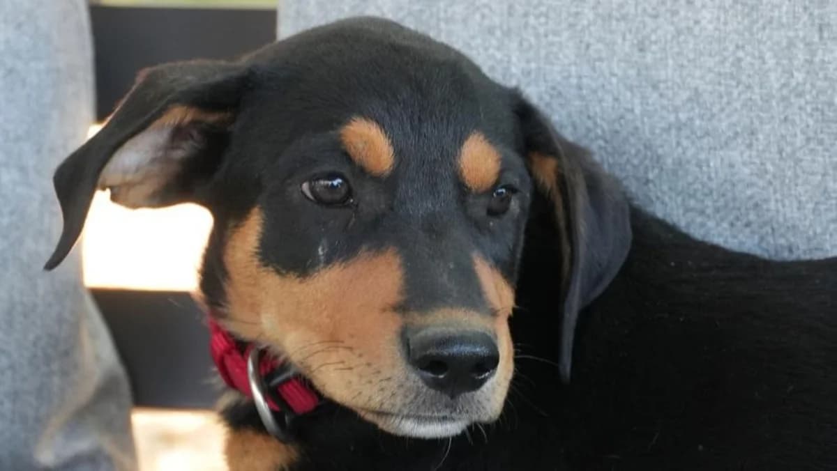 Taria, weiร female puppy Mixed Breed for adoption at Nordic Strays e.V.