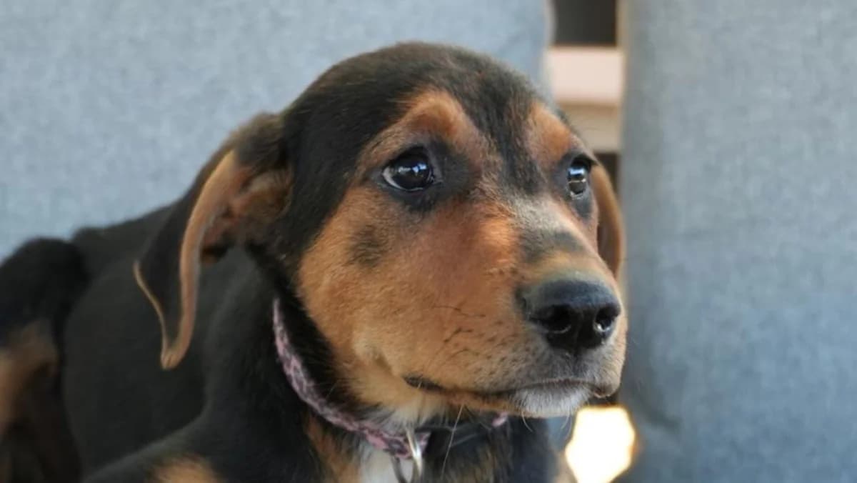 Sienna, weiร female puppy Mixed Breed for adoption at Nordic Strays e.V.
