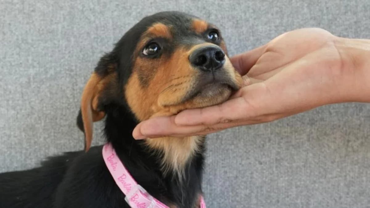 Emy, weiร female puppy Mixed Breed for adoption at Nordic Strays e.V.