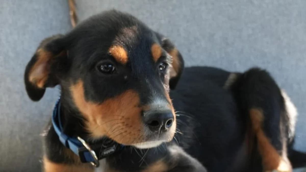 Lir, weiร male puppy Mixed Breed for adoption at Nordic Strays e.V.