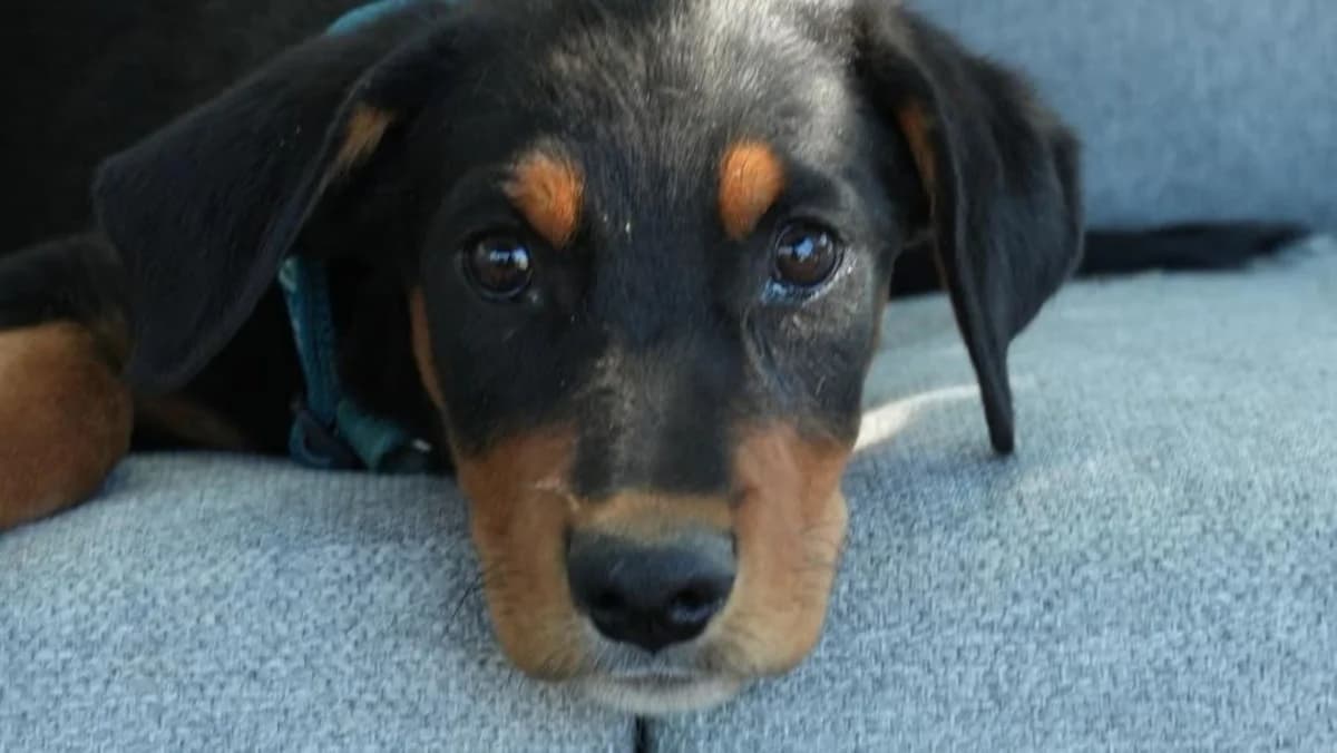 Liny, weiร male puppy Mixed Breed for adoption at Nordic Strays e.V.