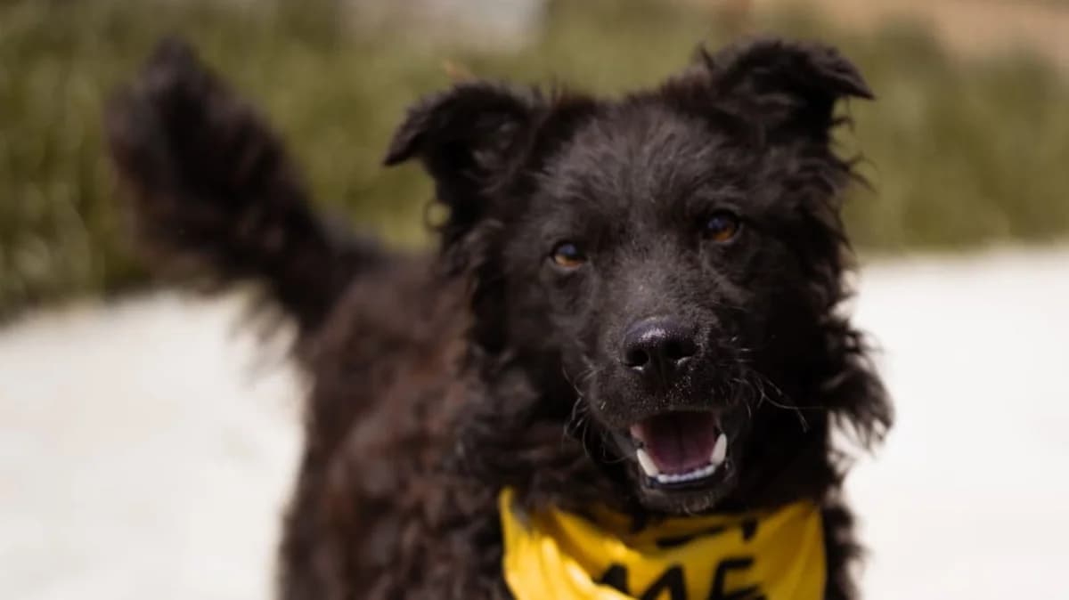 Lucky, male young German Shepherd for adoption at Nordic Strays e.V.