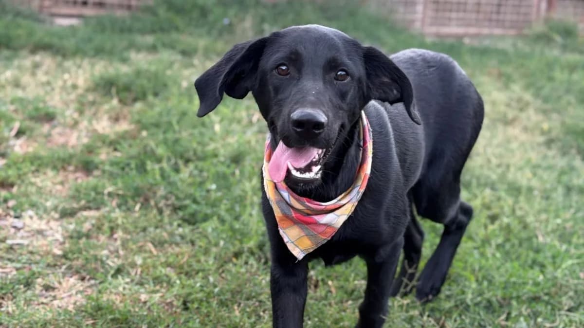 Gaby, female puppy Labrador Retriever for adoption at Nordic Strays e.V.